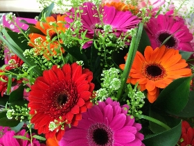 Vibrant Gerbera Explosion