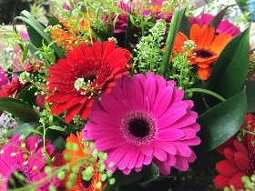 Vibrant Gerbera Explosion