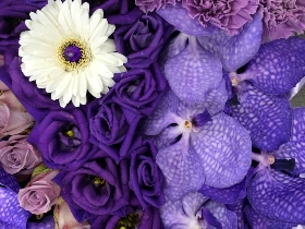 Purple Orchid Butterfly Tribute